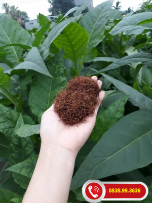 Thuốc lào Thanh Hóa, thuốc lào ngon nhất tại Hà Nội