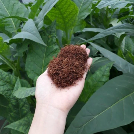 Thuốc lào Thanh Hóa, thuốc lào ngon nhất tại Hà Nội