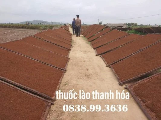 Thuốc Lào Thanh Hóa Ngon Nơi Gửi Trọn Niềm Tin