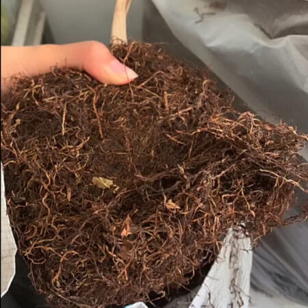 Thuốc Lào Kỳ Đồng Đặc Sản Hải Phòng